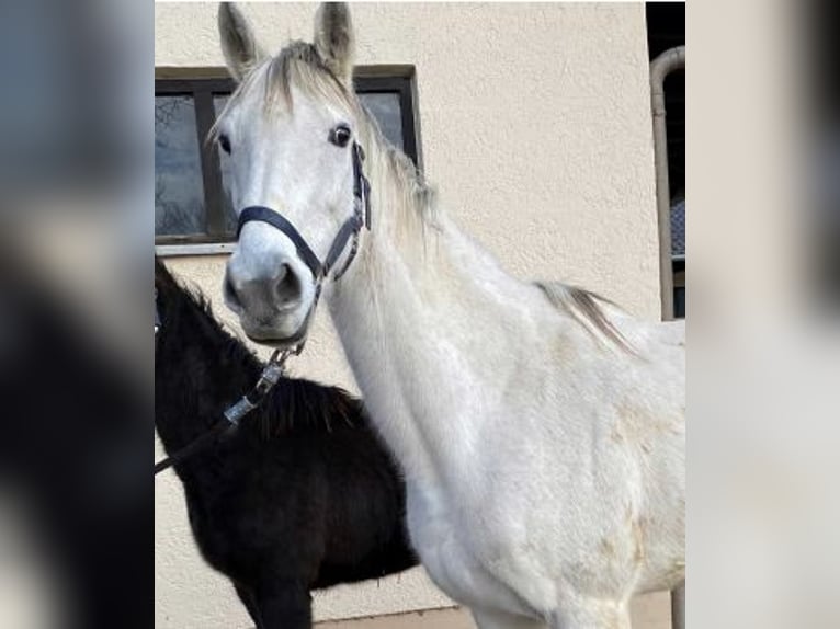 Englisches Vollblut Stute 12 Jahre 162 cm Schimmel in Erding