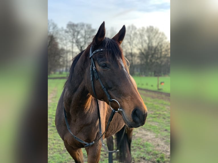 Englisches Vollblut Stute 12 Jahre 170 cm Brauner in Berlin