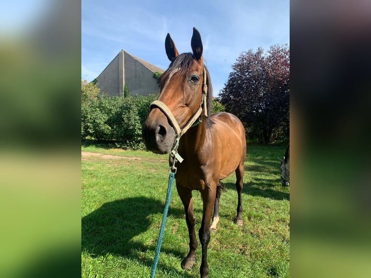 Englisches Vollblut Stute 12 Jahre 170 cm Brauner in Berlin