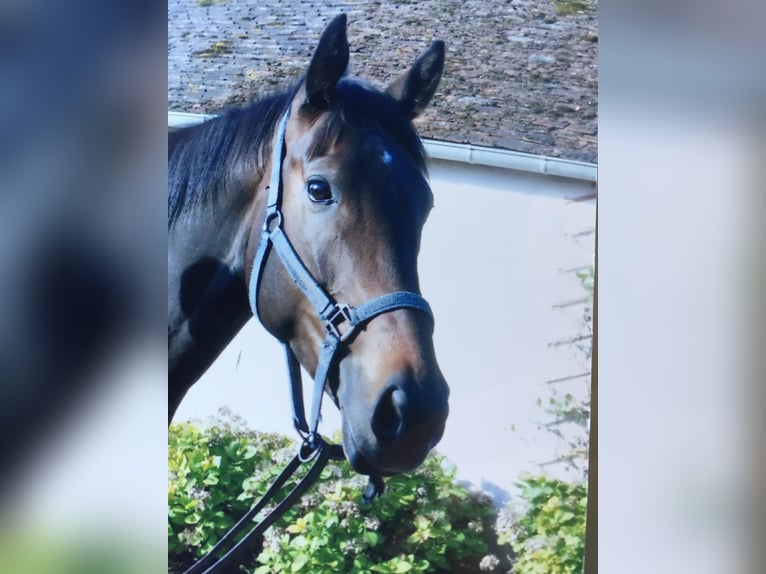 Englisches Vollblut Stute 12 Jahre 170 cm Dunkelbrauner in Oberdorf