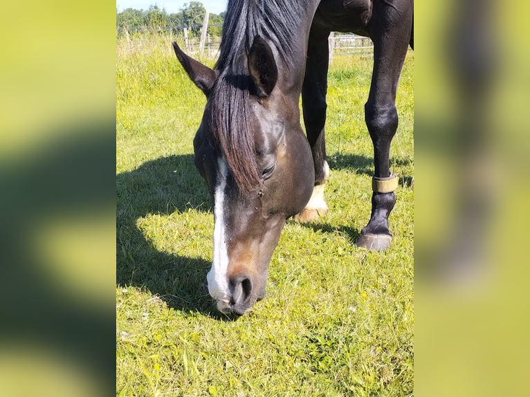 Englisches Vollblut Stute 13 Jahre 155 cm Schwarzbrauner in Tonnay-Charente