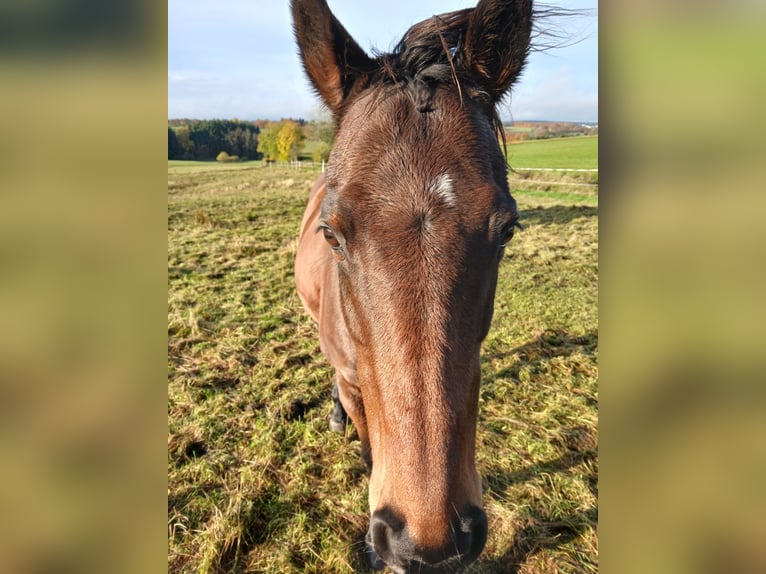 Englisches Vollblut Stute 13 Jahre 160 cm Brauner in Hellenthal Englisches Vollblut Stute 13 Jahre 160 cm Brauner in Hellenthal