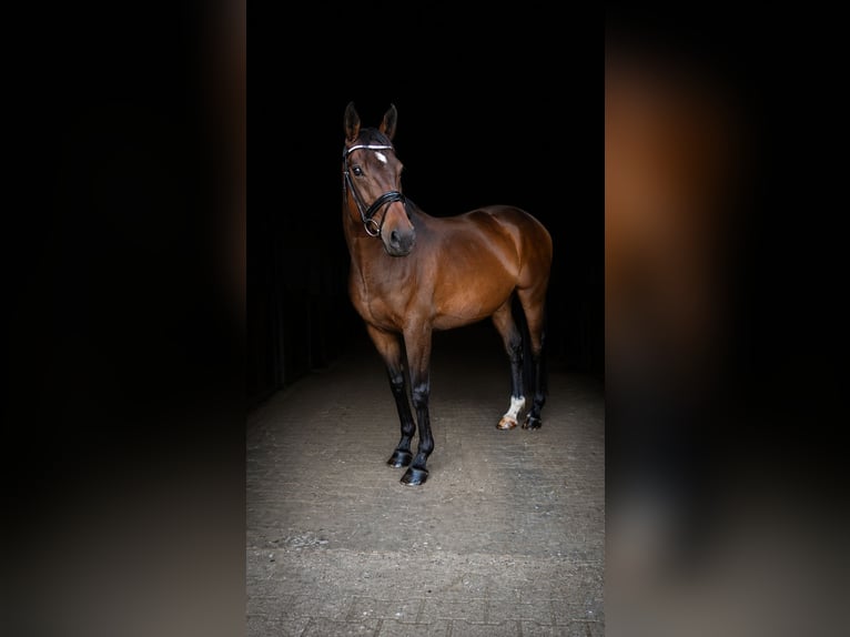 Englisches Vollblut Stute 13 Jahre 160 cm Brauner in Steinfeld (Oldenburg)