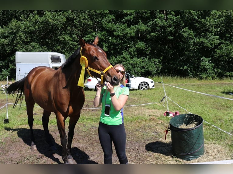 Englisches Vollblut Stute 13 Jahre 163 cm Brauner in Haren