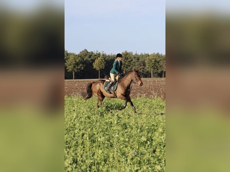 Englisches Vollblut Stute 13 Jahre 163 cm Brauner in Haren