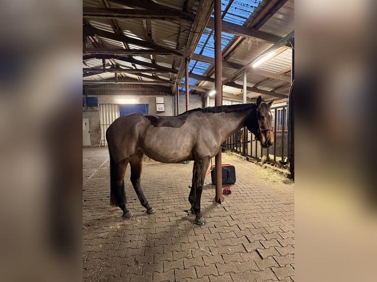 Englisches Vollblut Stute 13 Jahre 163 cm Brauner in Haren