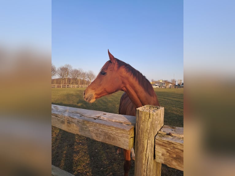 Englisches Vollblut Stute 13 Jahre 163 cm Fuchs in Alkersum