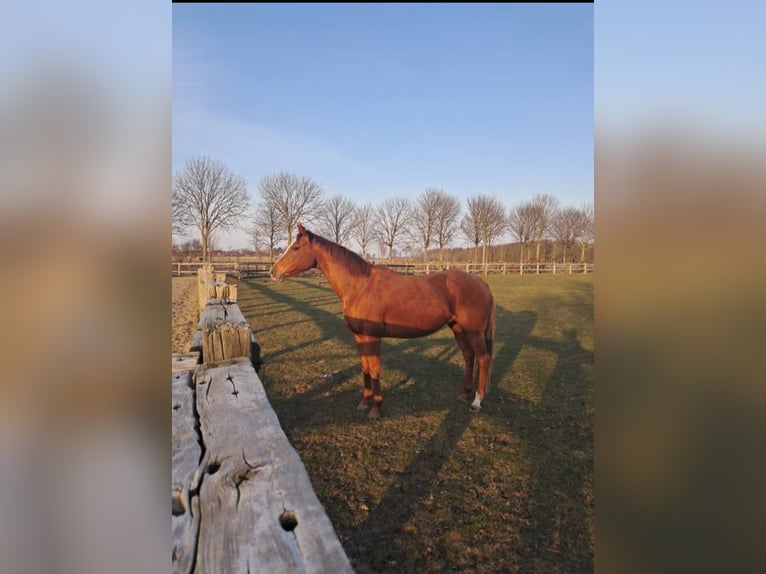 Englisches Vollblut Stute 13 Jahre 163 cm Fuchs in Alkersum