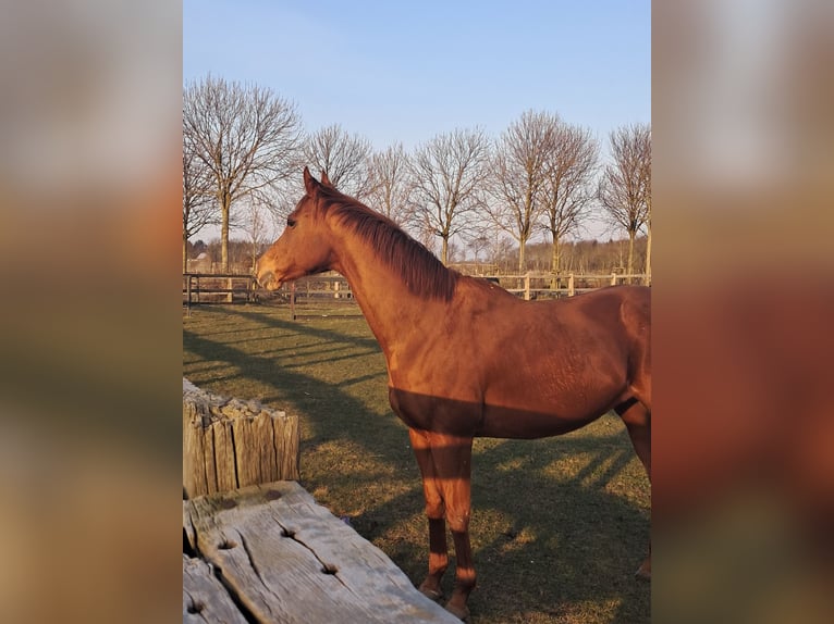 Englisches Vollblut Stute 13 Jahre 163 cm Fuchs in Alkersum