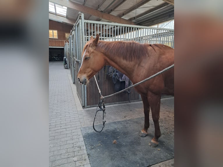 Englisches Vollblut Stute 13 Jahre 163 cm Fuchs in Alkersum