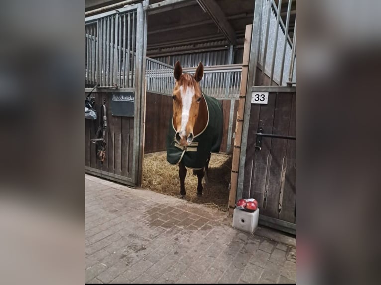Englisches Vollblut Stute 13 Jahre 163 cm Fuchs in Alkersum