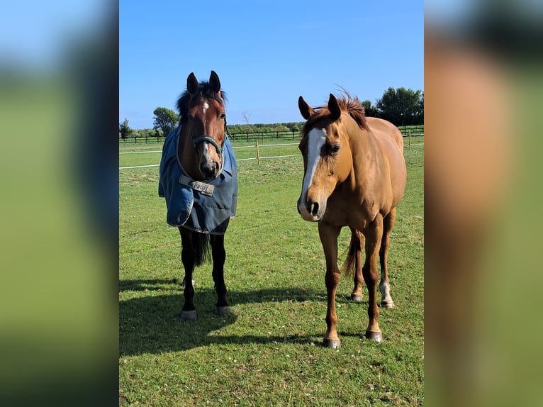 Englisches Vollblut Stute 13 Jahre 163 cm Fuchs in Alkersum