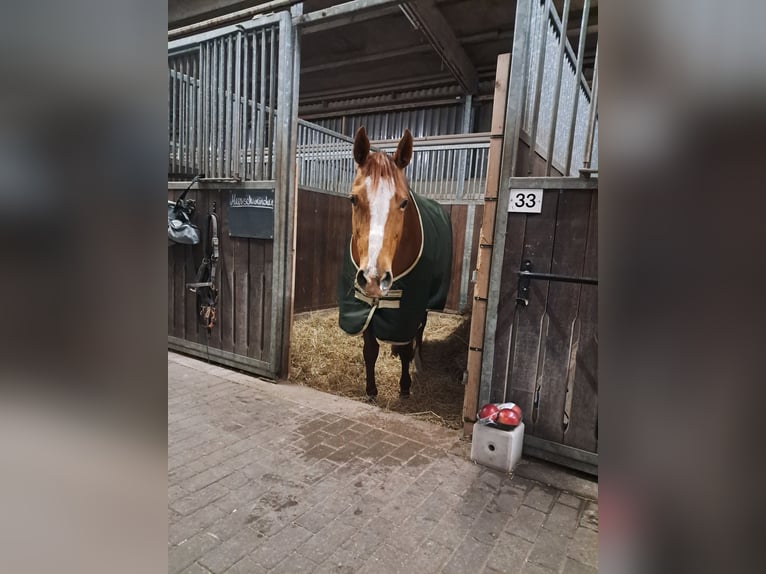 Englisches Vollblut Stute 13 Jahre 163 cm Fuchs in Alkersum
