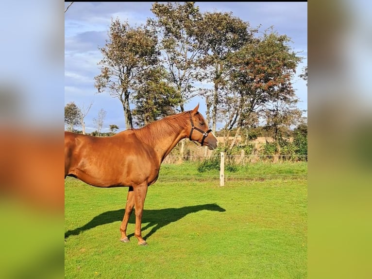 Englisches Vollblut Stute 13 Jahre 163 cm Fuchs in Alkersum