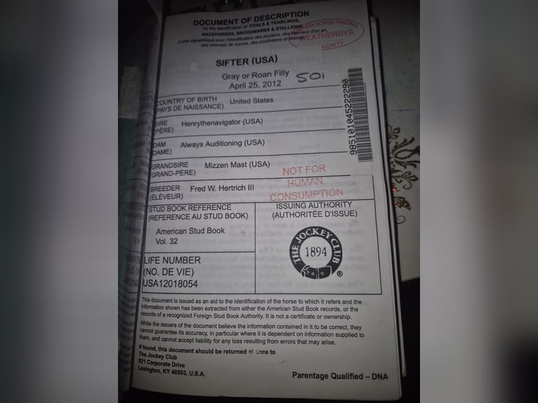 Englisches Vollblut Stute 13 Jahre 163 cm White in M&#xF6;nchengladbacho