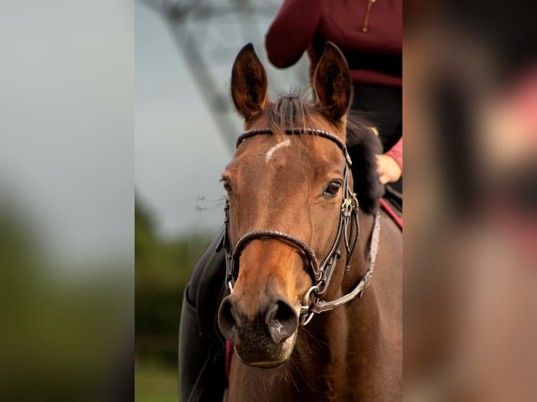 Englisches Vollblut Stute 13 Jahre 164 cm Brauner in Eeklo