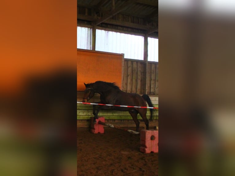 Englisches Vollblut Stute 13 Jahre 165 cm Brauner in Bad Fallingbostel