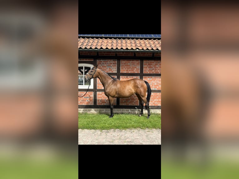 Englisches Vollblut Stute 13 Jahre 165 cm Brauner in Bad Fallingbostel