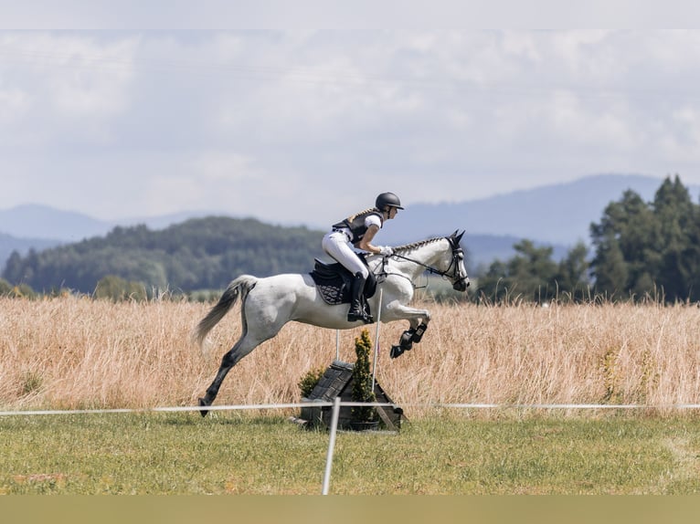 Englisches Vollblut Stute 13 Jahre 165 cm Schimmel in Bernhardswald
