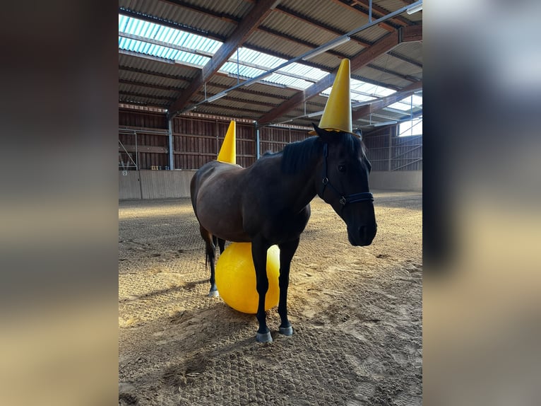 Englisches Vollblut Stute 13 Jahre Brauner in Reichenwalde Reichenwalde