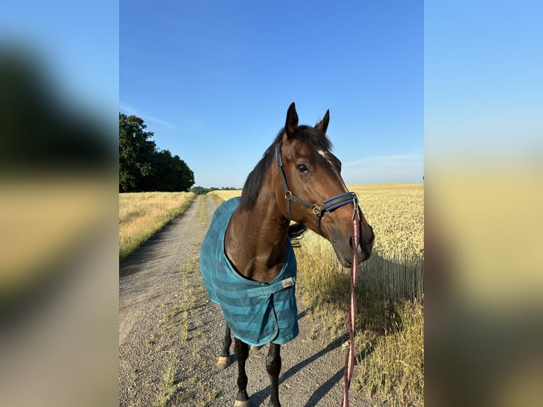 Englisches Vollblut Stute 13 Jahre Brauner in Reichenwalde Reichenwalde