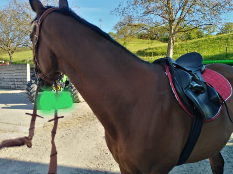 Englisches Vollblut Stute 14 Jahre 158 cm Brauner in Gaienhofen