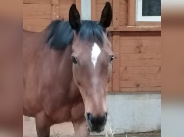 Englisches Vollblut Stute 14 Jahre 158 cm Brauner in Gaienhofen