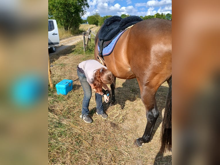 Englisches Vollblut Stute 14 Jahre 160 cm Brauner in Hellenthal