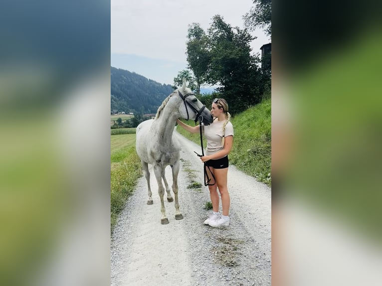 Englisches Vollblut Stute 14 Jahre 160 cm  in Oberwölz
