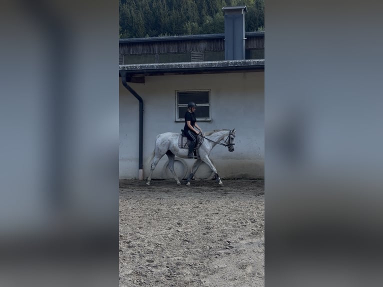 Englisches Vollblut Stute 14 Jahre 160 cm  in Oberwölz