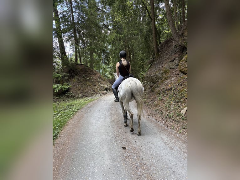 Englisches Vollblut Stute 14 Jahre 160 cm  in Oberwölz