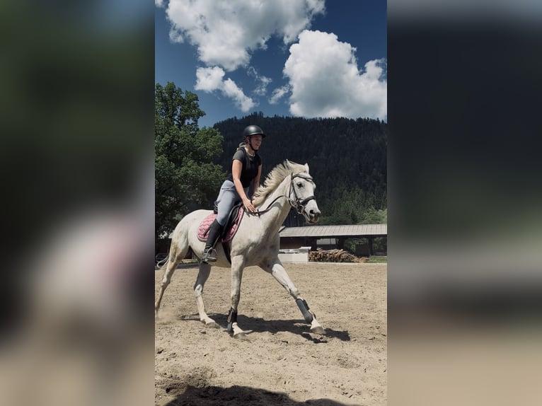 Englisches Vollblut Stute 14 Jahre 160 cm  in Oberwölz