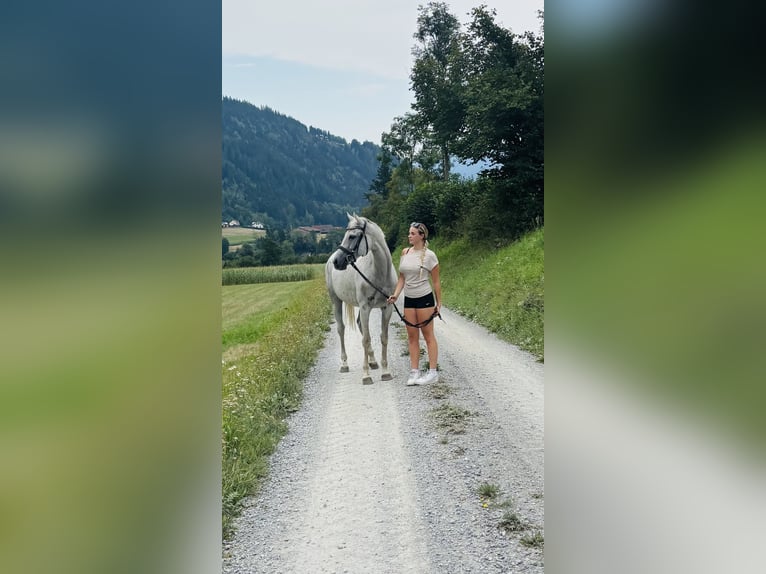 Englisches Vollblut Stute 14 Jahre 160 cm  in Oberwölz