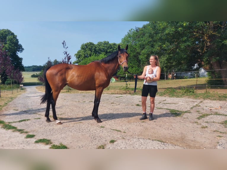 Englisches Vollblut Stute 14 Jahre 162 cm Brauner in Schmadebeck