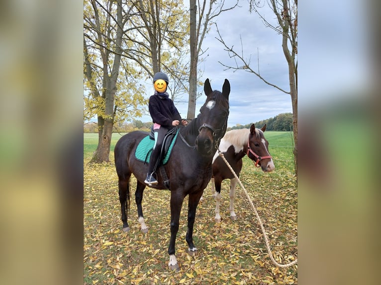 Englisches Vollblut Stute 14 Jahre 164 cm Brauner in Uthleben