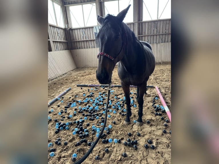 Englisches Vollblut Stute 14 Jahre 165 cm Brauner in Kronach