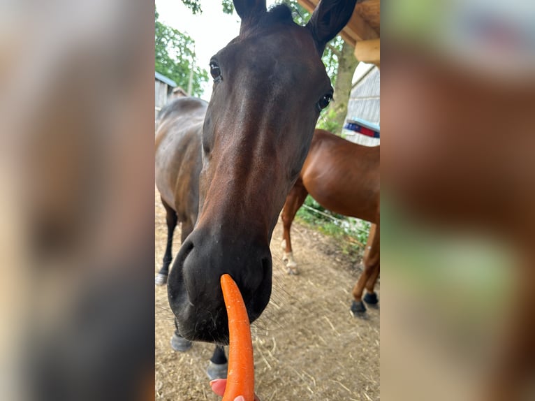 Englisches Vollblut Stute 14 Jahre 165 cm Brauner in Kronach