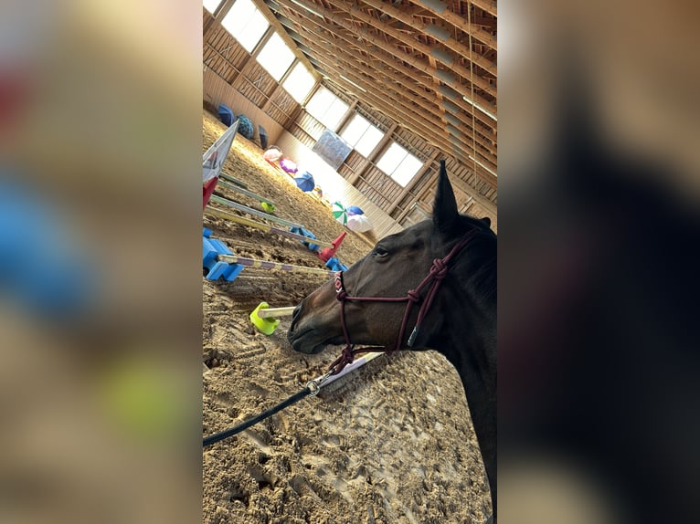 Englisches Vollblut Stute 14 Jahre 165 cm Brauner in Kronach