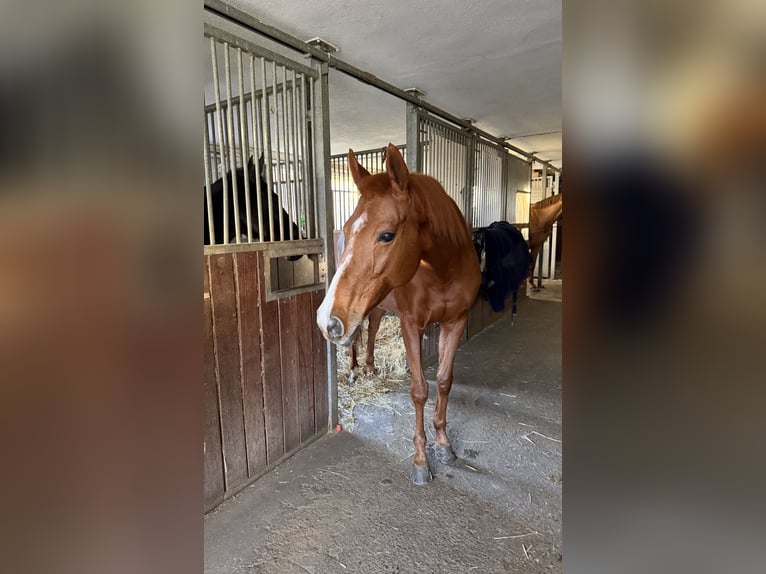 Englisches Vollblut Stute 14 Jahre 166 cm Fuchs in Korntal-Münchingen