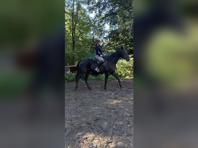 Englisches Vollblut Stute 14 Jahre 168 cm Rappe in Hamburg Lemsahl-Mellingstedt