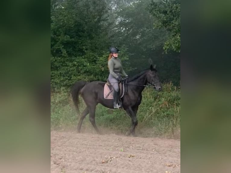 Englisches Vollblut Stute 14 Jahre 168 cm Rappe in Hamburg Lemsahl-Mellingstedt