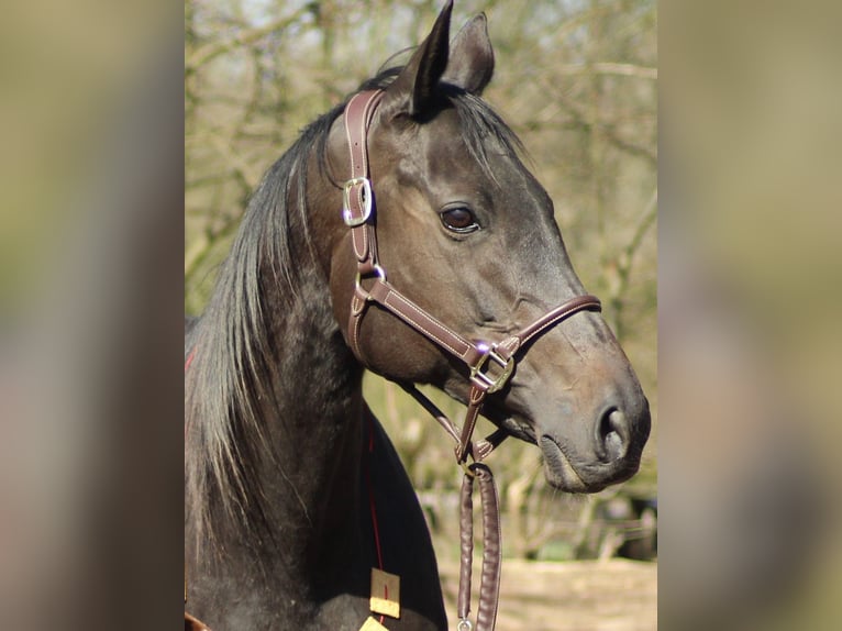 Englisches Vollblut Stute 14 Jahre 168 cm Rappe in Hamburg Lemsahl-Mellingstedt