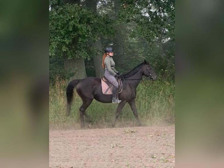 Englisches Vollblut Stute 14 Jahre 168 cm Rappe in Hamburg Lemsahl-Mellingstedt
