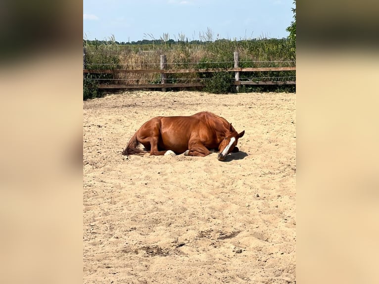 Englisches Vollblut Stute 15 Jahre 157 cm Fuchs in Zossen
