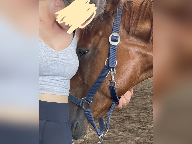 Englisches Vollblut Stute 15 Jahre 157 cm Fuchs in Zossen