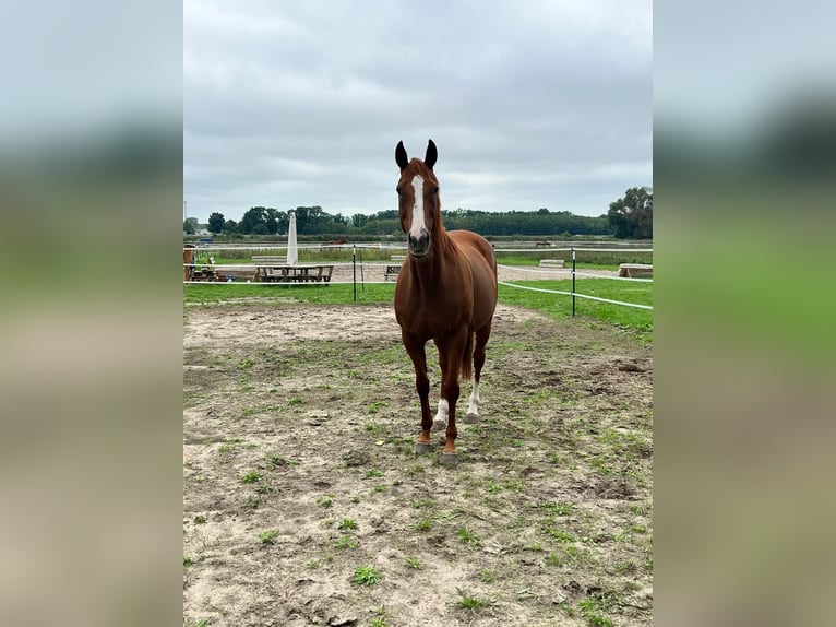 Englisches Vollblut Stute 15 Jahre 157 cm Fuchs in Zossen
