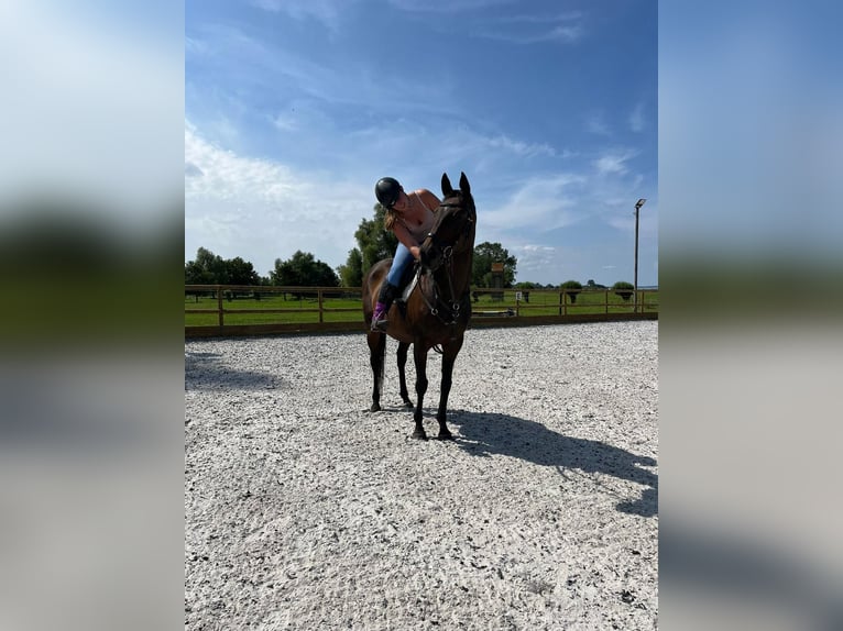 Englisches Vollblut Stute 15 Jahre 163 cm Dunkelbrauner in Dreschvitz