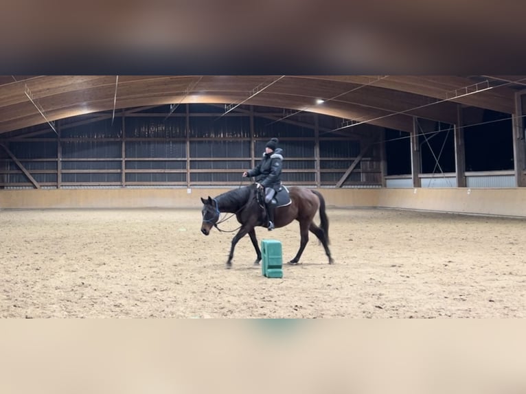 Englisches Vollblut Stute 15 Jahre 164 cm Brauner in Spessart