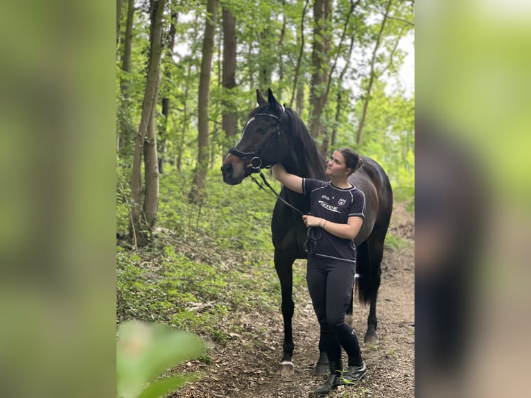 Englisches Vollblut Stute 16 Jahre 166 cm Dunkelbrauner in Möhnesee