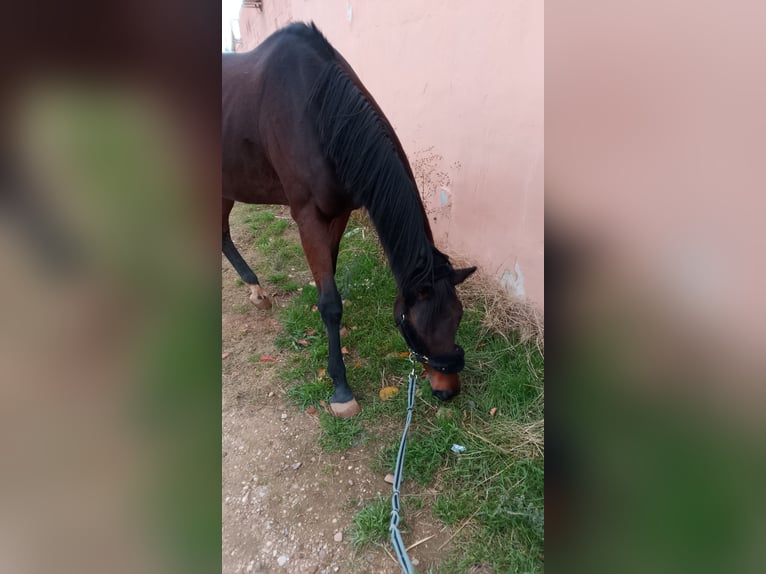Englisches Vollblut Stute 16 Jahre 167 cm Brauner in Valladolid